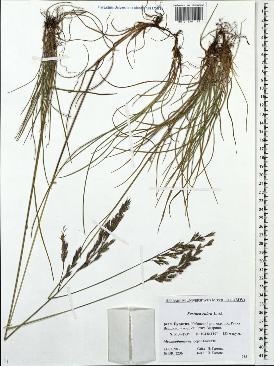 Festuca rubra L., Siberia, Baikal & Transbaikal region (S4) (Russia)