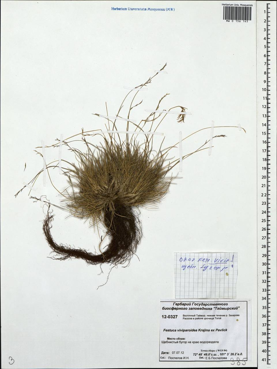 Festuca viviparoidea Krajina ex Pavlick, Siberia, Central Siberia (S3) (Russia)