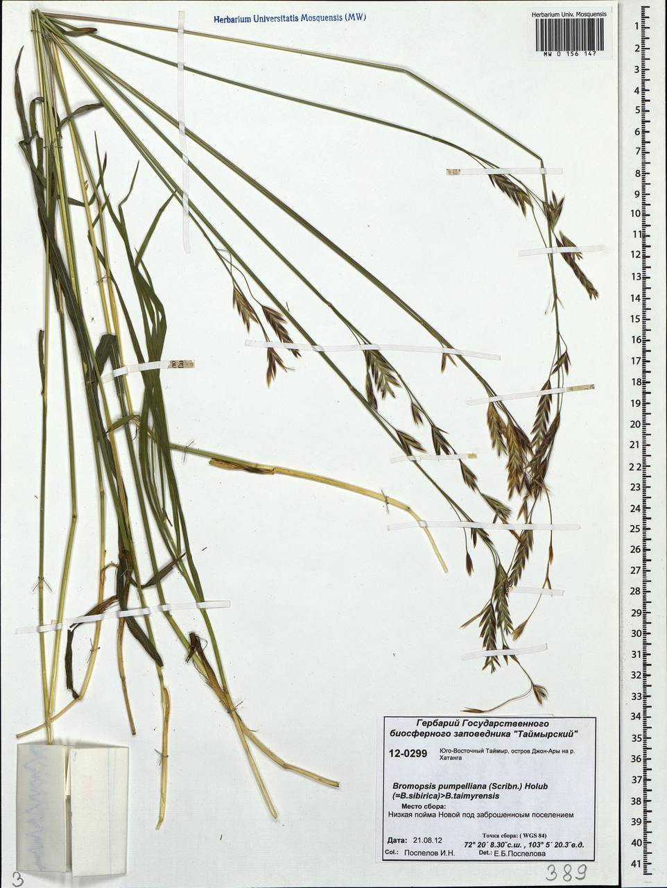 Bromus pumpellianus Scribn., Siberia, Central Siberia (S3) (Russia)