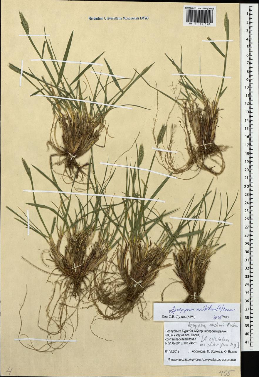 Agropyron cristatum (L.) Gaertn., Siberia, Baikal & Transbaikal region (S4) (Russia)