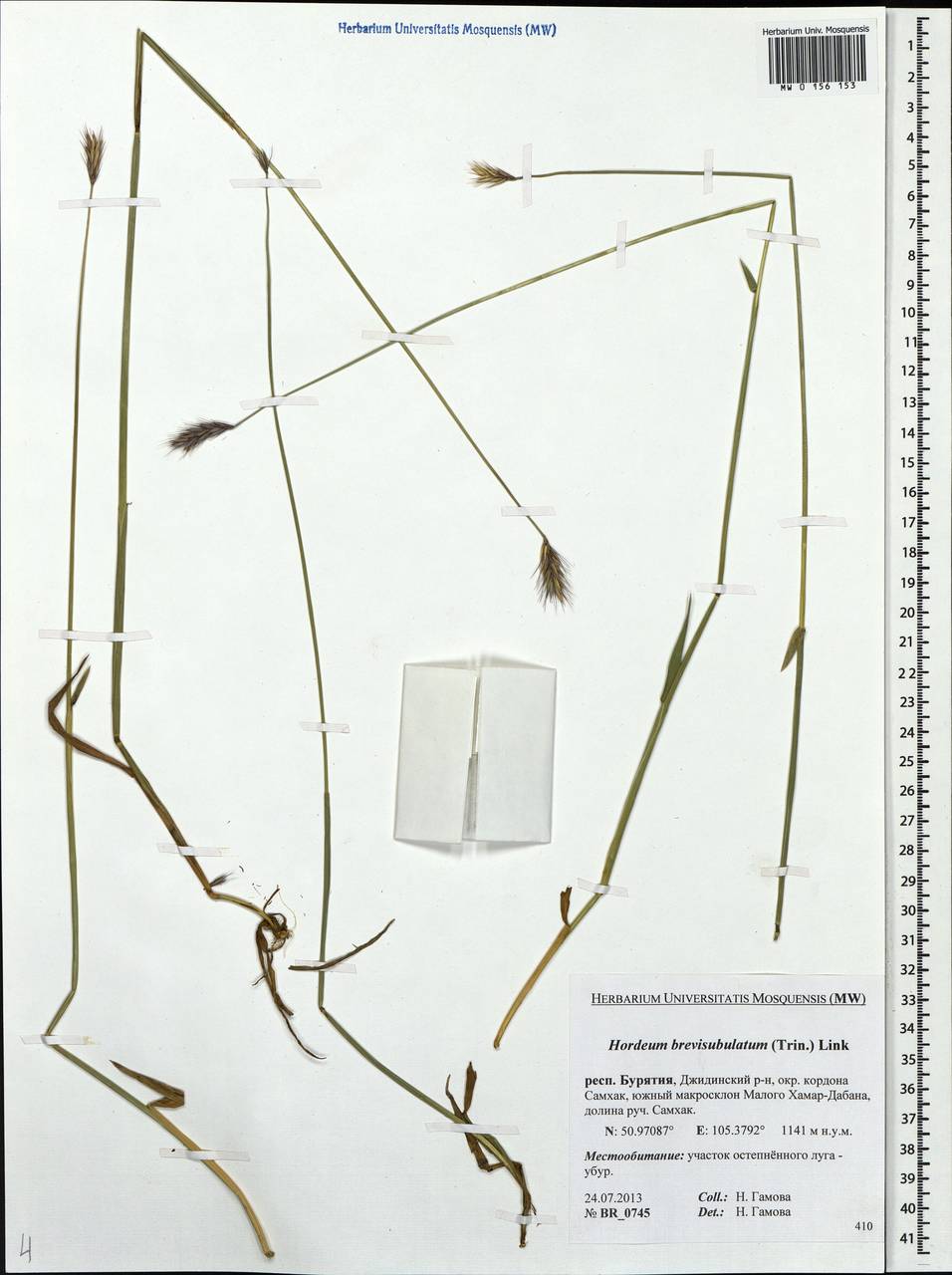 Hordeum brevisubulatum (Trin.) Link, Siberia, Baikal & Transbaikal region (S4) (Russia)