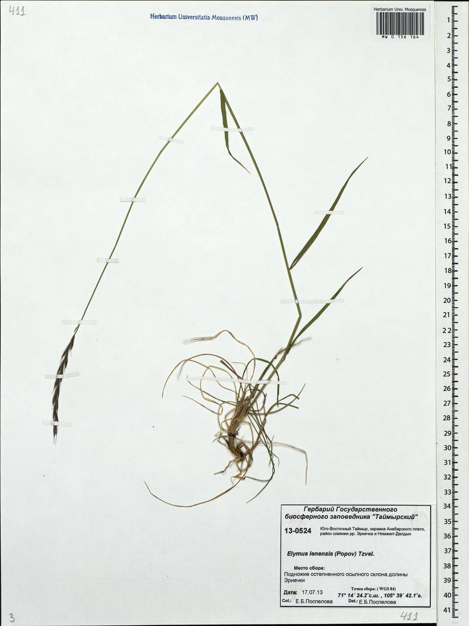 Elymus lenensis (Popov) Tzvelev, Siberia, Central Siberia (S3) (Russia)