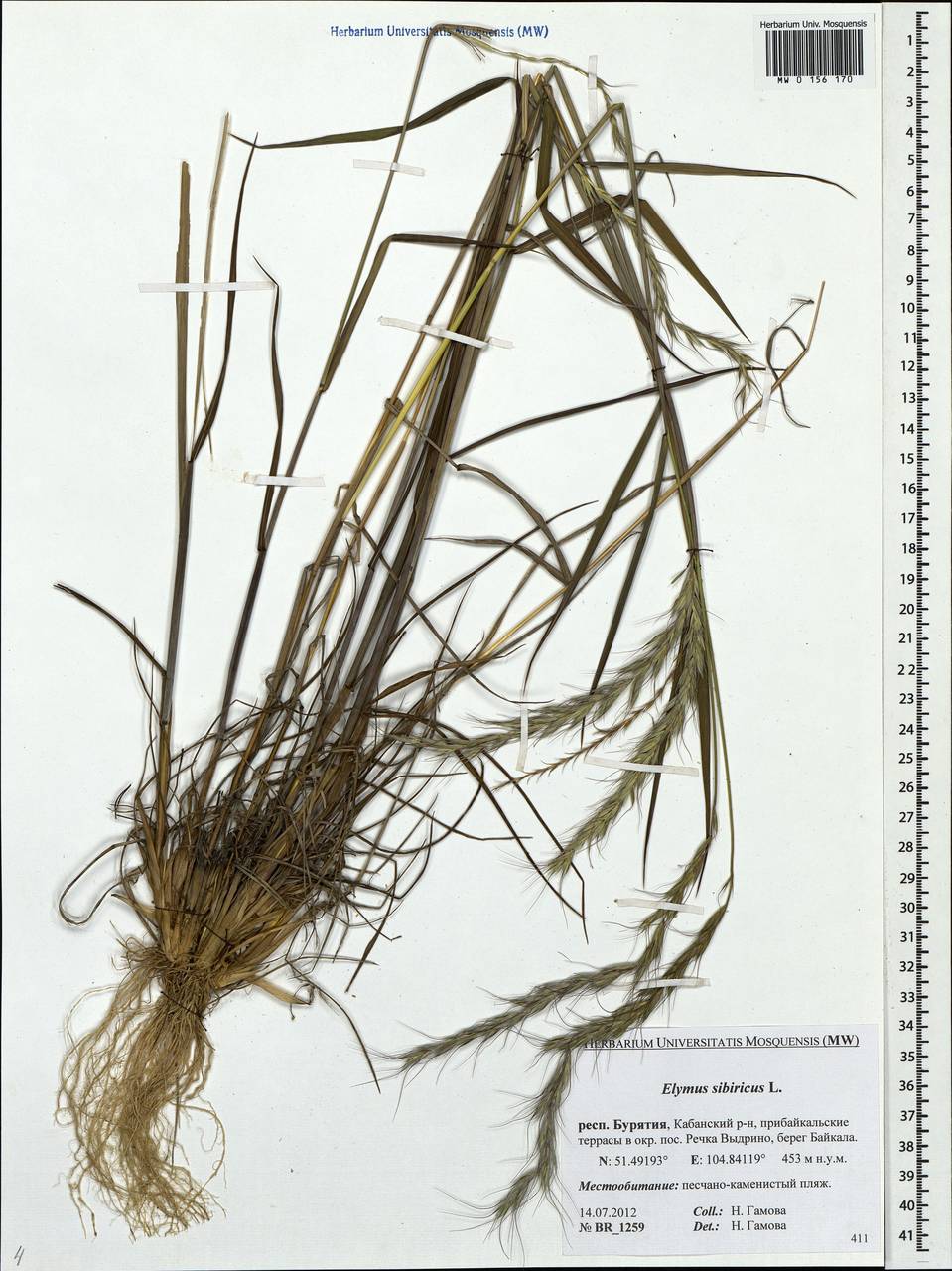 Elymus sibiricus L., Siberia, Baikal & Transbaikal region (S4) (Russia)