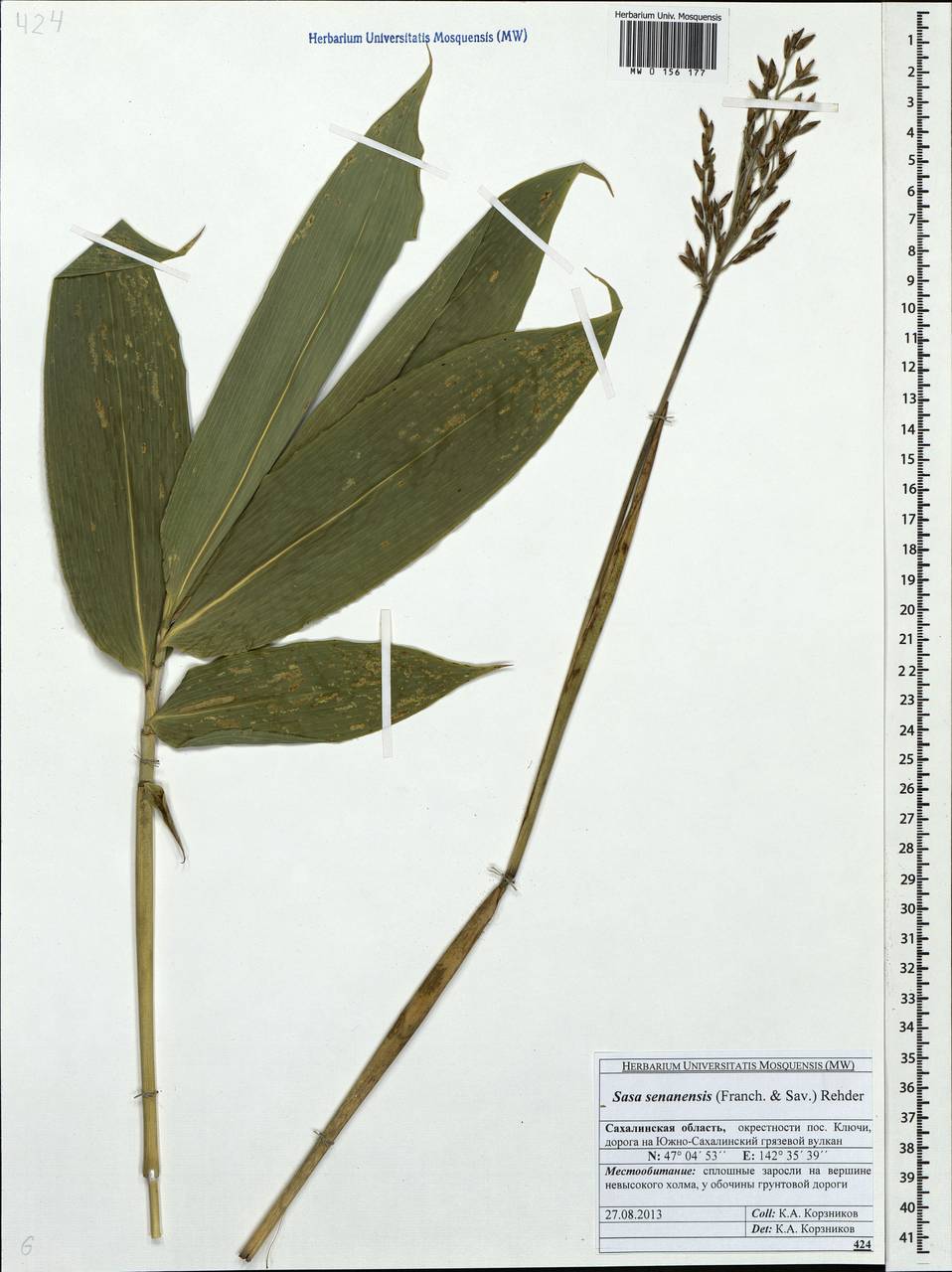 Sasa senanensis (Franch. & Sav.) Rehder, Siberia, Russian Far East (S6) (Russia)