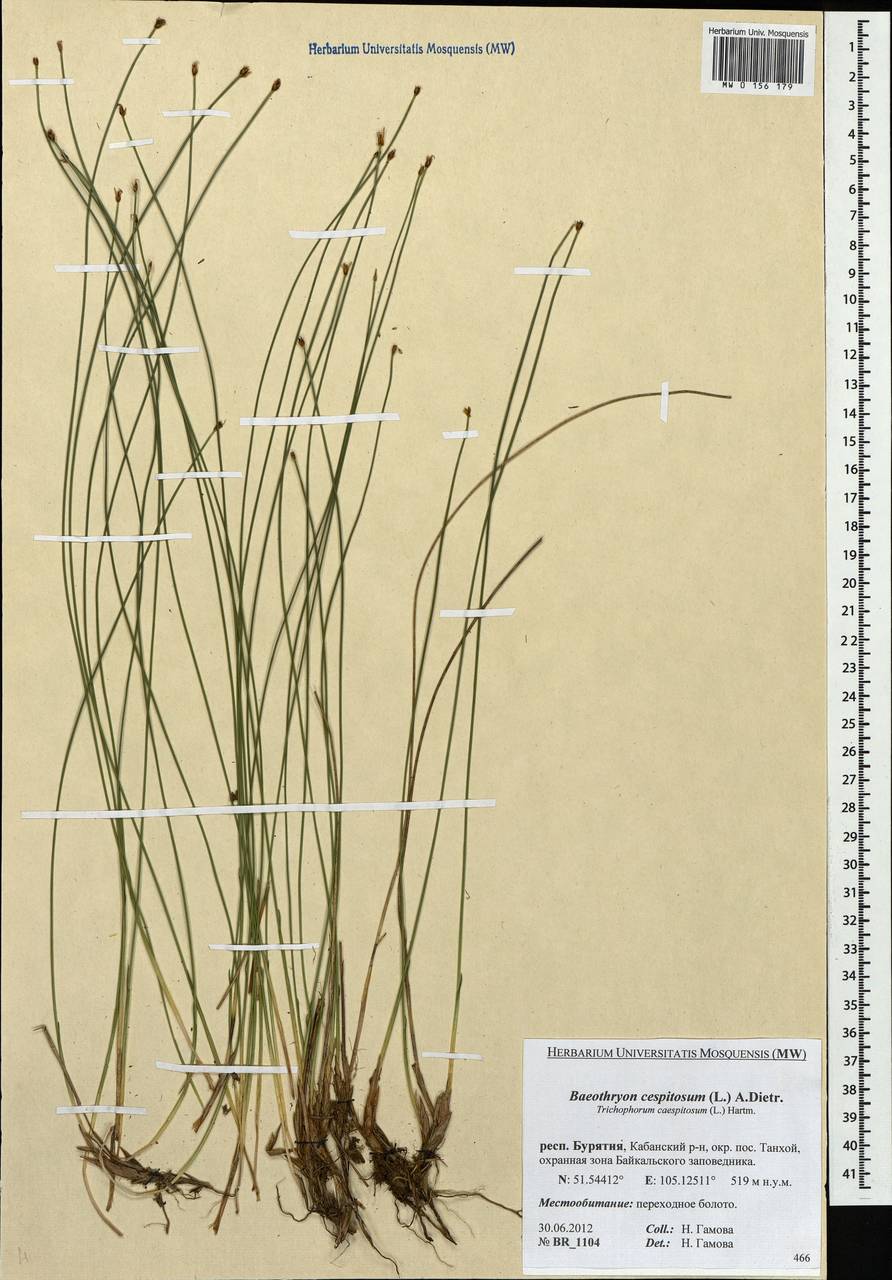 Trichophorum cespitosum (L.) Hartm., Siberia, Baikal & Transbaikal region (S4) (Russia)