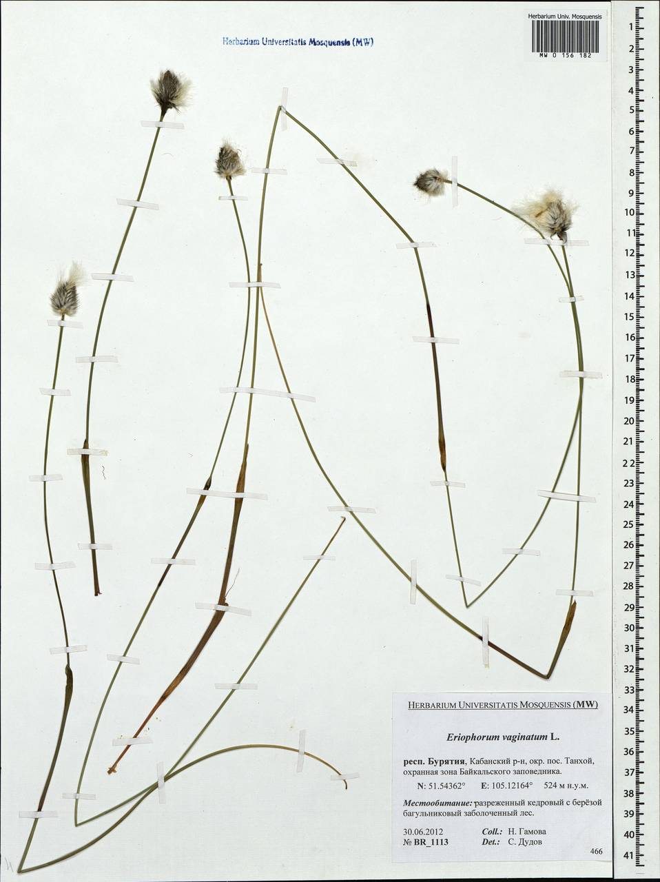 Eriophorum vaginatum L., Siberia, Baikal & Transbaikal region (S4) (Russia)