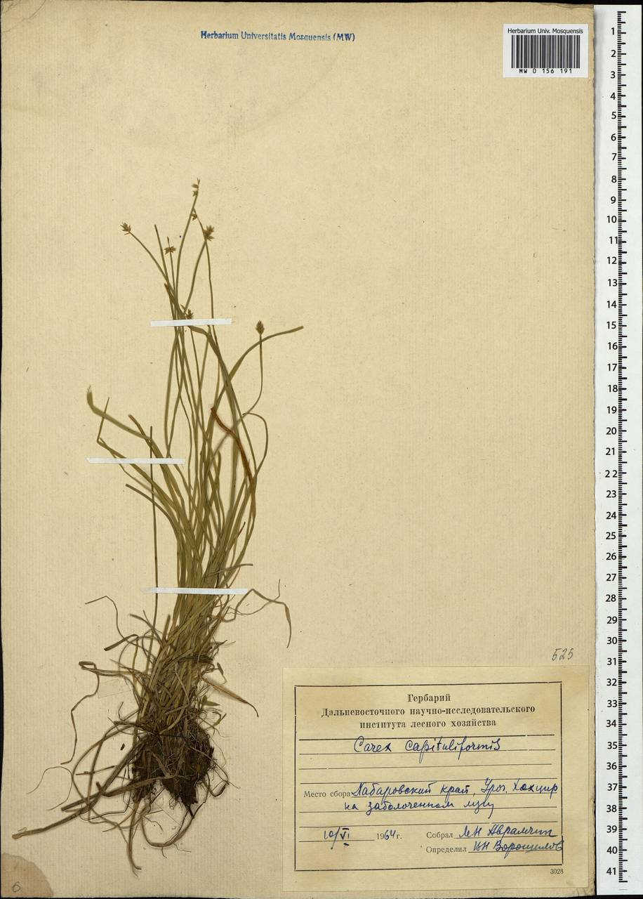 Carex onoei Franch. & Sav., Siberia, Russian Far East (S6) (Russia)