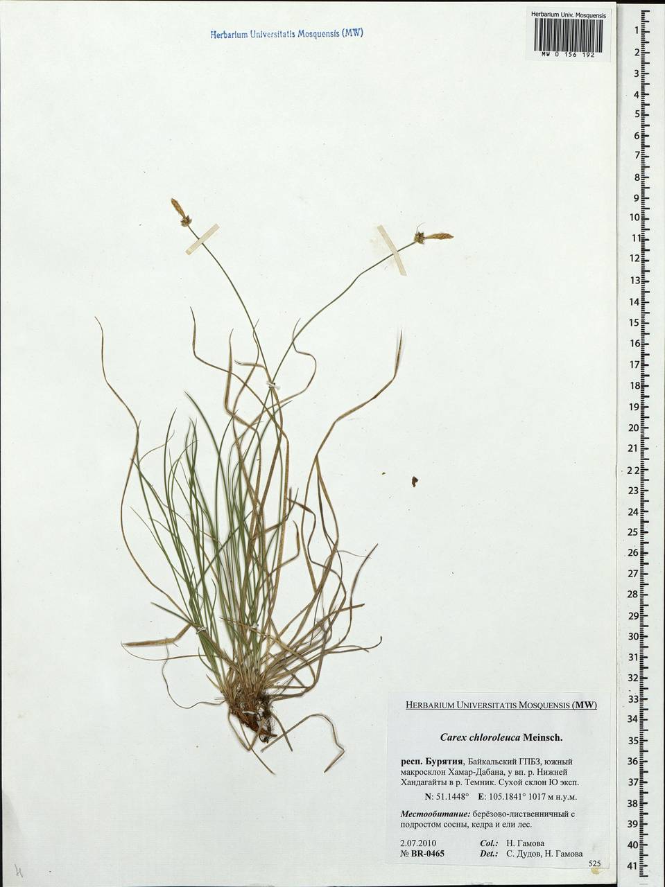 Carex amgunensis F.Schmidt, Siberia, Baikal & Transbaikal region (S4) (Russia)