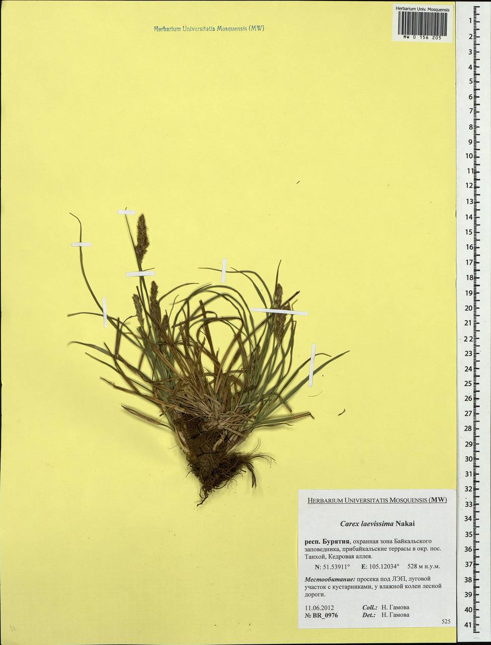 Carex laevissima Nakai, Siberia, Baikal & Transbaikal region (S4) (Russia)