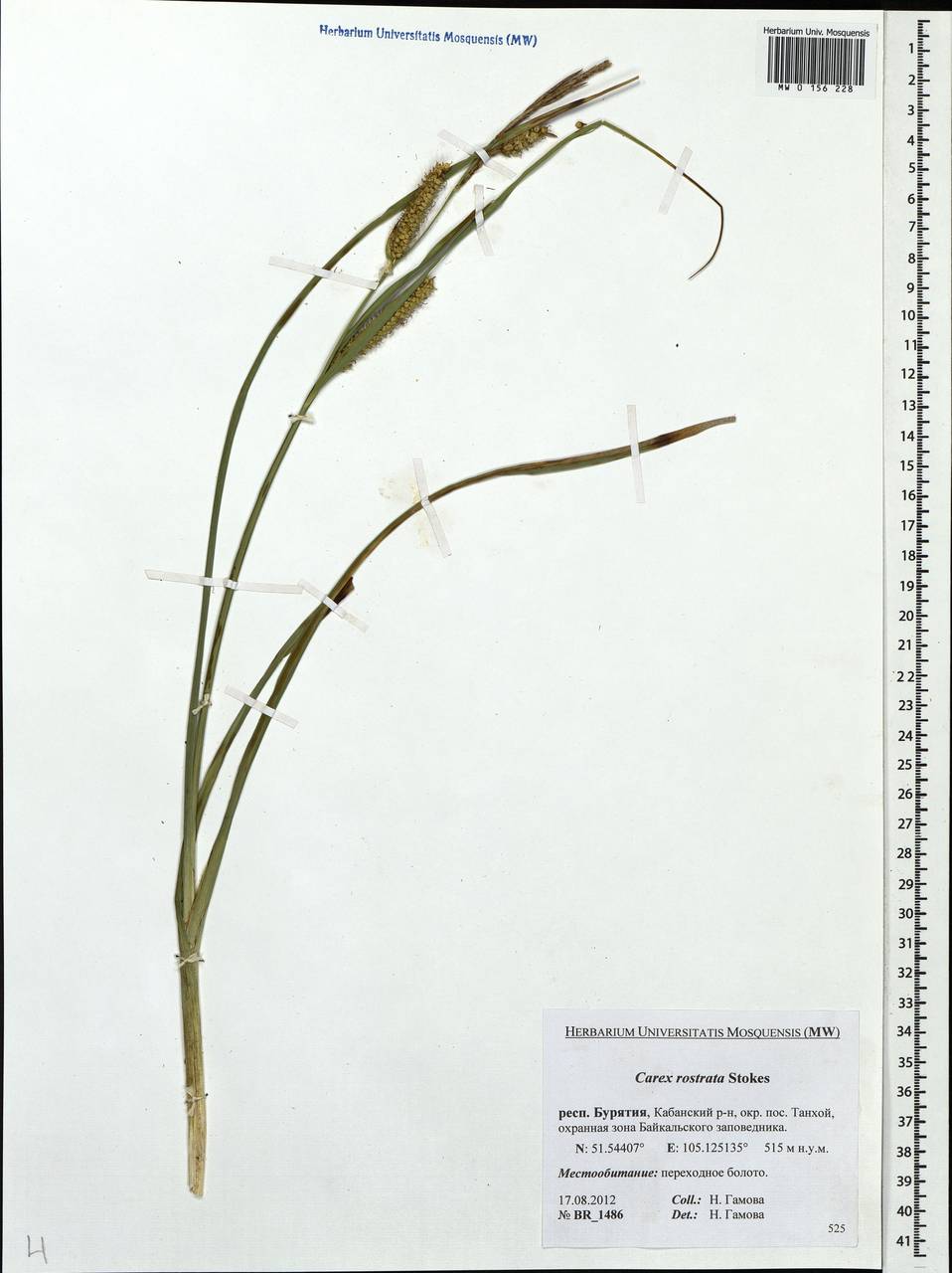 Carex rostrata Stokes , nom. cons., Siberia, Baikal & Transbaikal region (S4) (Russia)