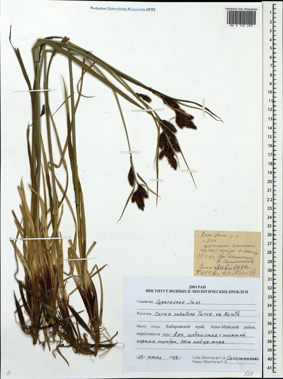 Carex sabulosa Turcz. ex Kunth, Siberia, Russian Far East (S6) (Russia)