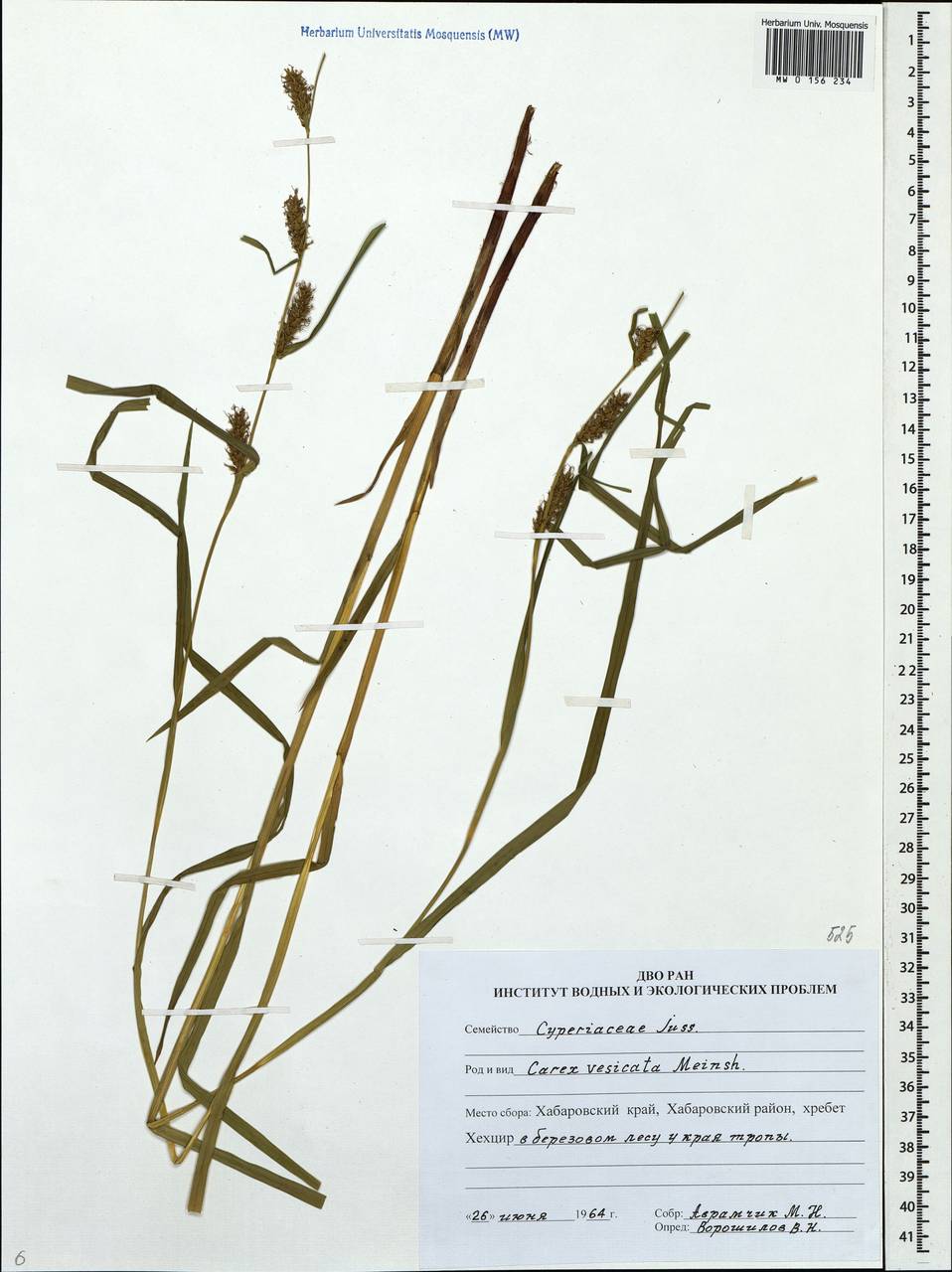 Carex vesicata Meinsh., Siberia, Russian Far East (S6) (Russia)