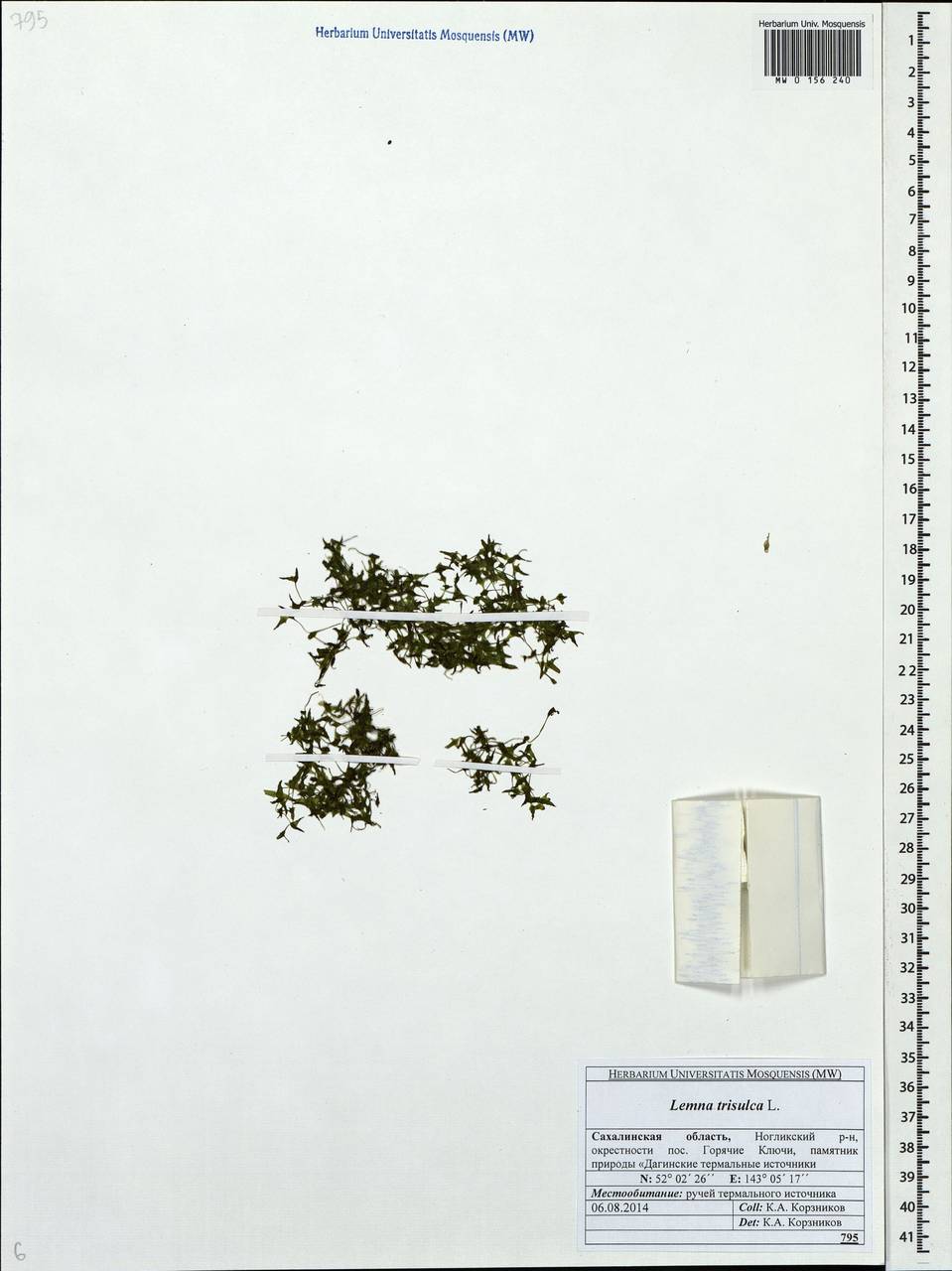 Lemna trisulca L., Siberia, Russian Far East (S6) (Russia)