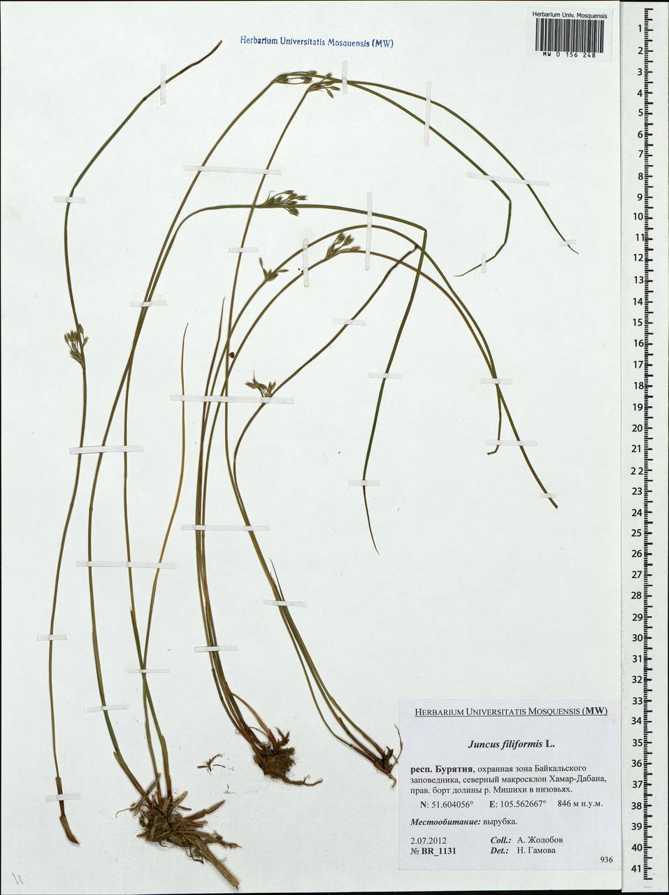 Juncus filiformis L., Siberia, Baikal & Transbaikal region (S4) (Russia)