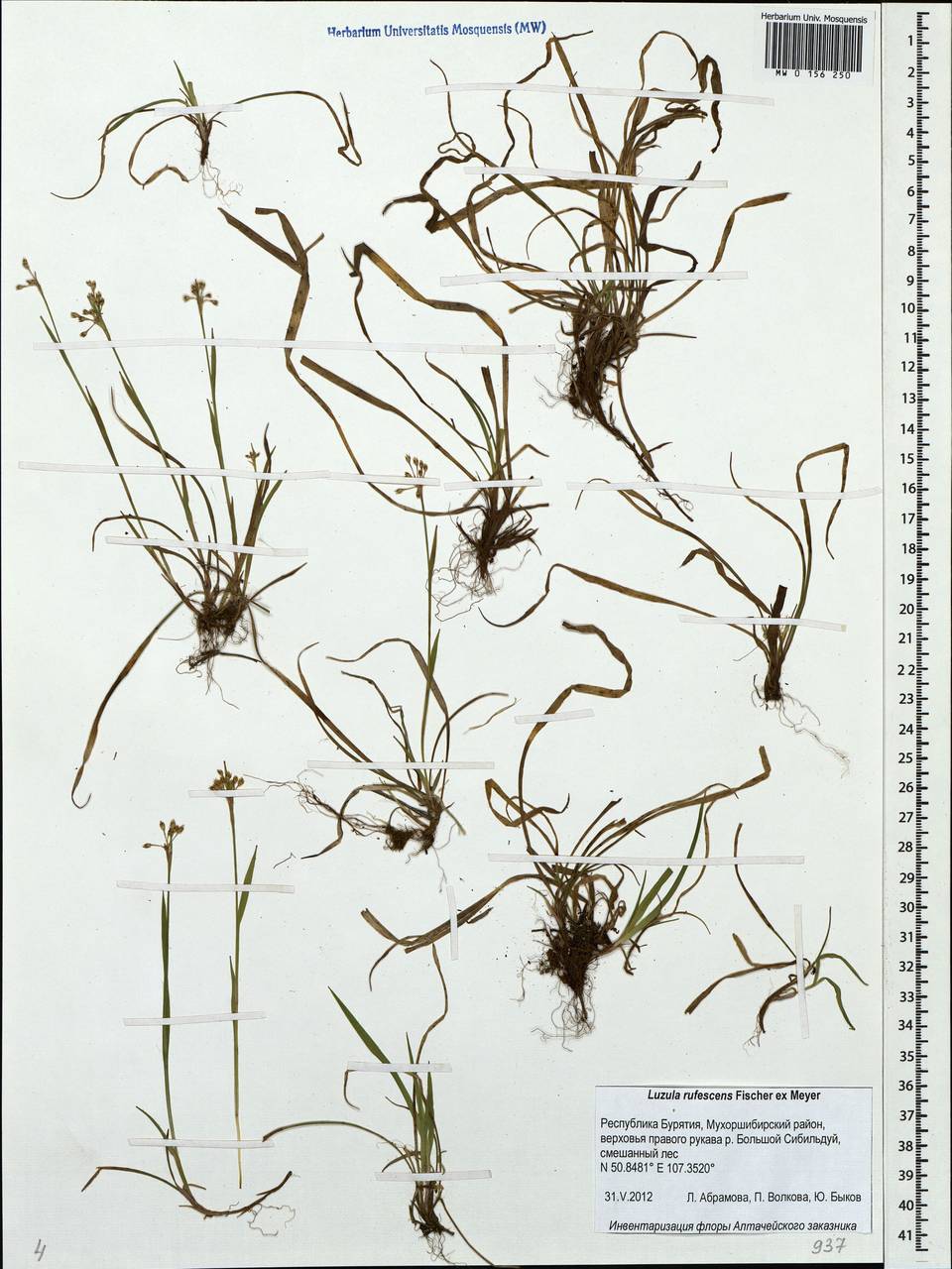 Luzula rufescens Fisch. ex E.Mey., Siberia, Baikal & Transbaikal region (S4) (Russia)