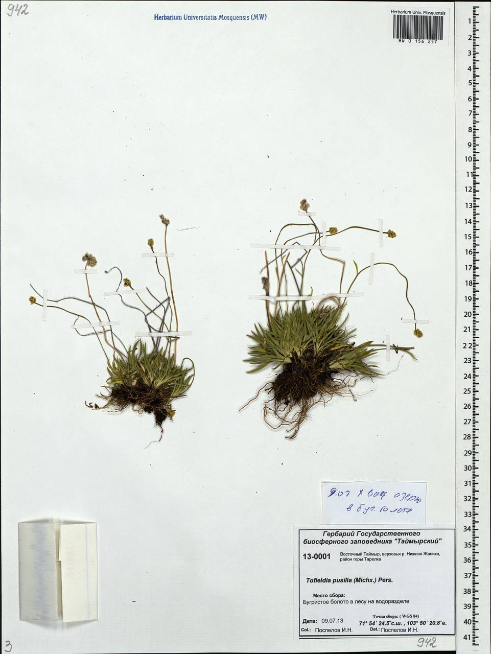Tofieldia pusilla (Michx.) Pers., Siberia, Central Siberia (S3) (Russia)