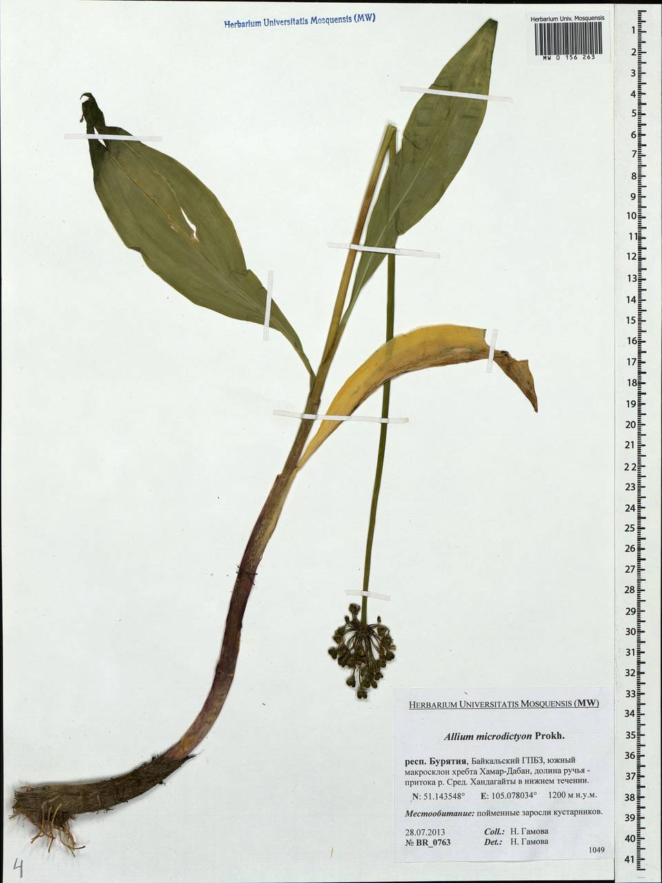 Allium microdictyon Prokh., Siberia, Baikal & Transbaikal region (S4) (Russia)