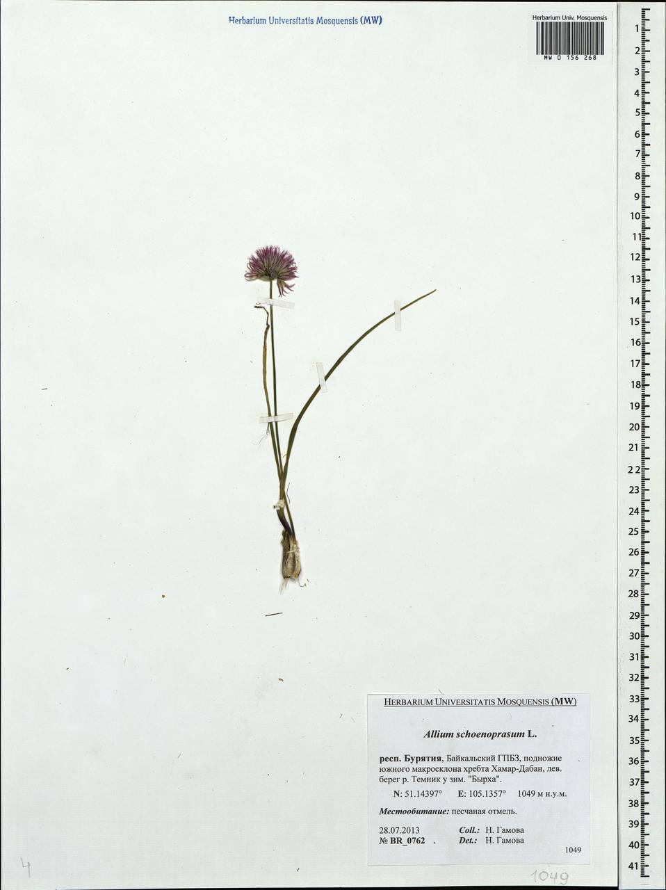 Allium schoenoprasum L., Siberia, Baikal & Transbaikal region (S4) (Russia)