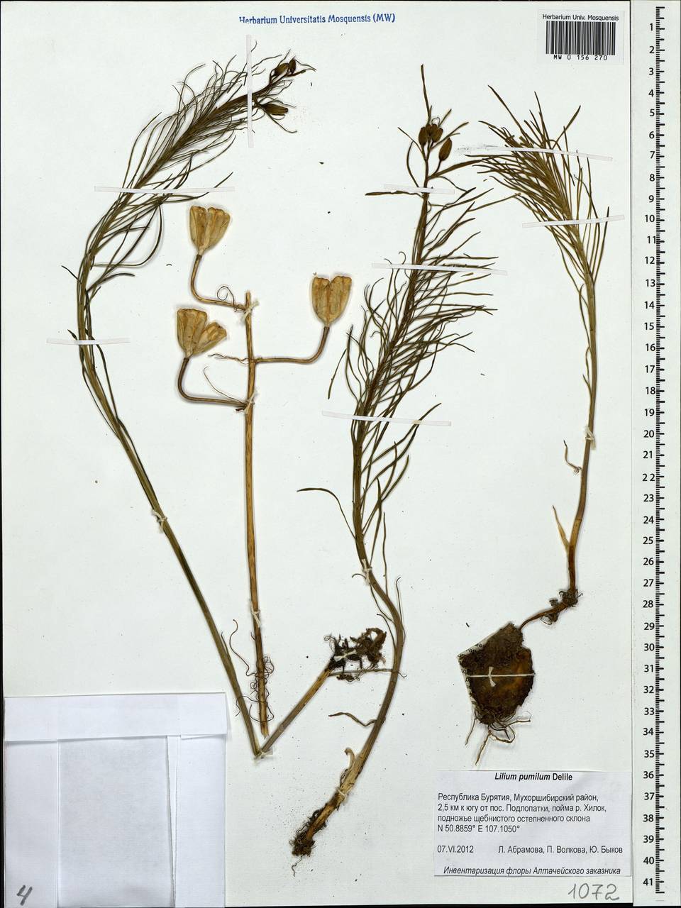 Lilium pumilum Redouté, Siberia, Baikal & Transbaikal region (S4) (Russia)
