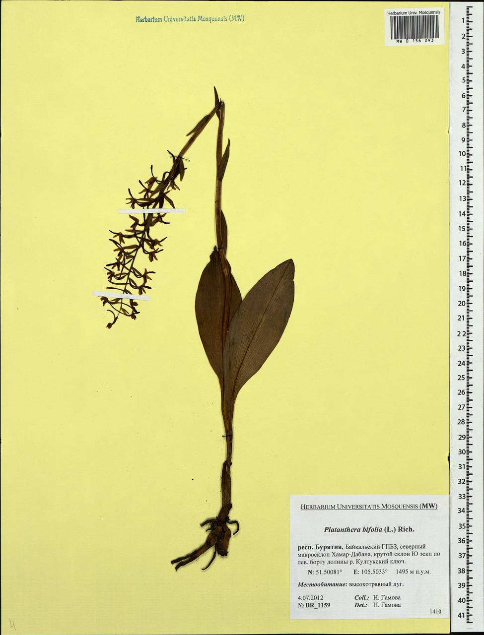 Platanthera bifolia (L.) Rich., Siberia, Baikal & Transbaikal region (S4) (Russia)