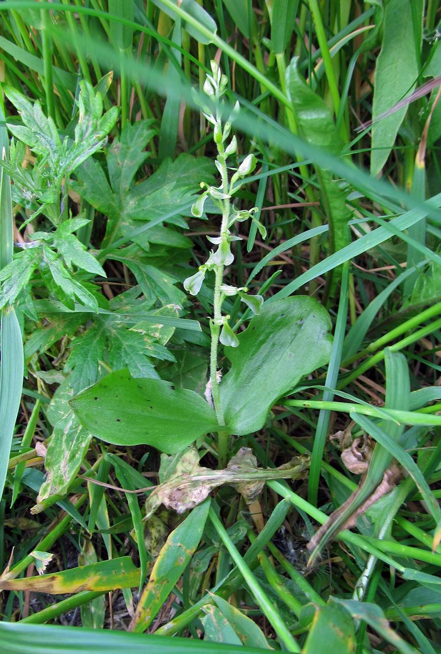 Neottia convallarioides (Sw.) Rich., Siberia, Chukotka & Kamchatka (S7) (Russia)