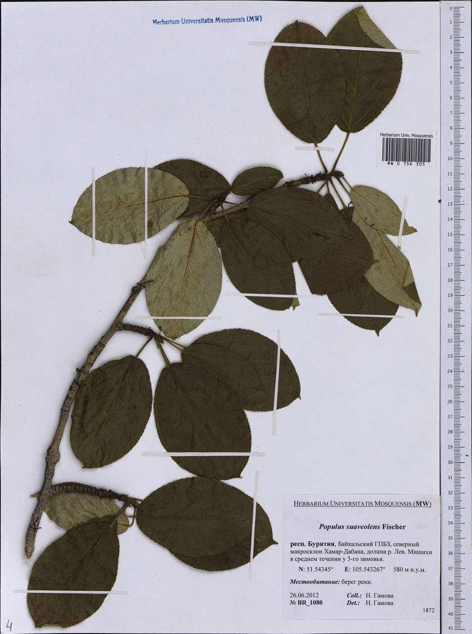 Populus suaveolens, Siberia, Baikal & Transbaikal region (S4) (Russia)