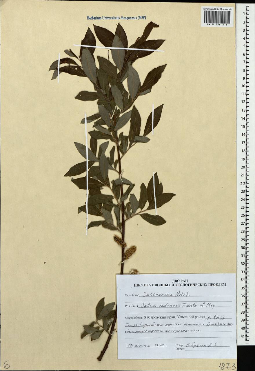 Salix udensis (Wimm.) Trautv. & C. A. Mey., Siberia, Russian Far East (S6) (Russia)