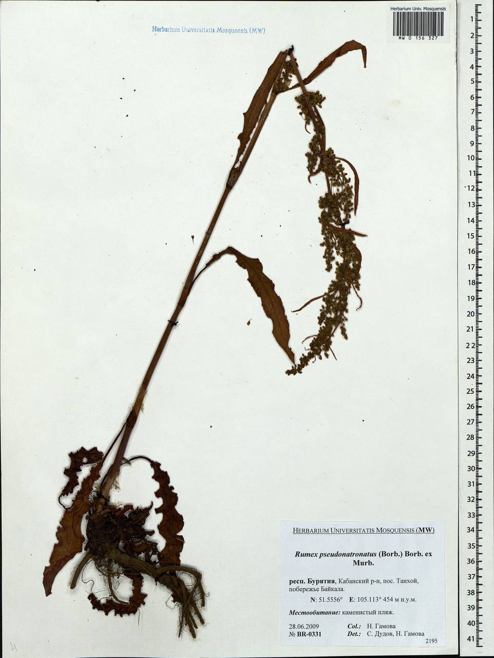 Rumex pseudonatronatus (Borbás) Borbás ex Murb., Siberia, Baikal & Transbaikal region (S4) (Russia)
