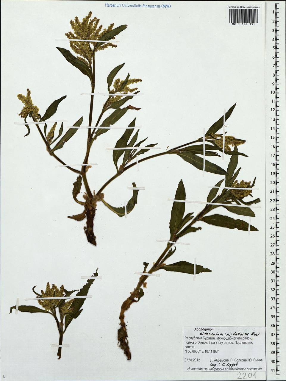 Koenigia divaricata (L.) T. M. Schust. & Reveal, Siberia, Baikal & Transbaikal region (S4) (Russia)