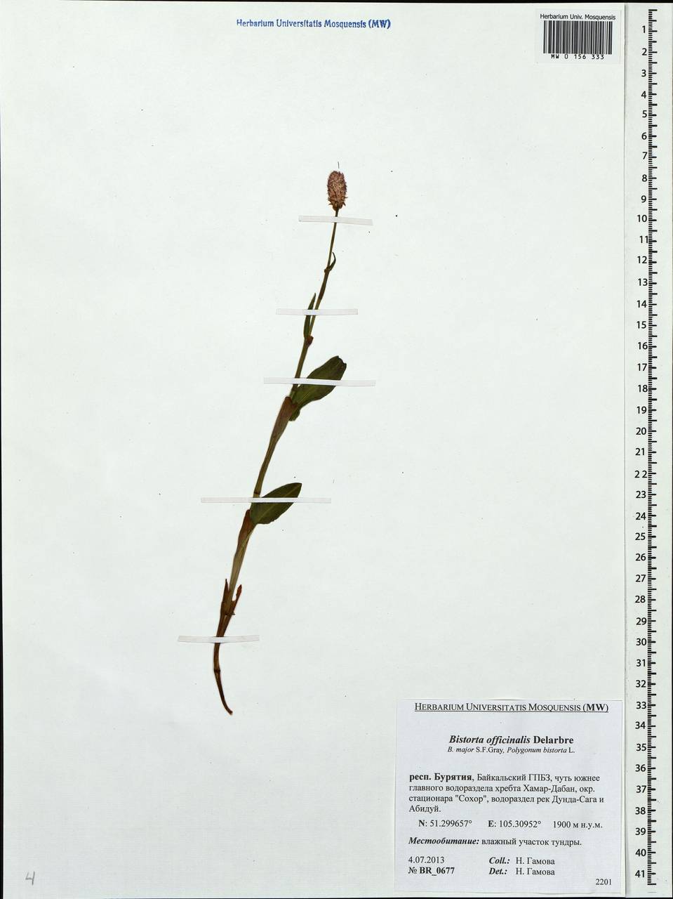 Bistorta officinalis subsp. officinalis, Siberia, Baikal & Transbaikal region (S4) (Russia)