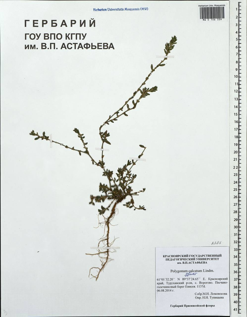 Polygonum arenastrum subsp. calcatum (Lindm.) Wisskirchen, Siberia, Central Siberia (S3) (Russia)
