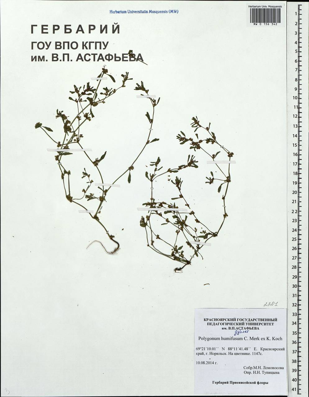 Polygonum humifusum Mert. ex C. Koch, Siberia, Central Siberia (S3) (Russia)