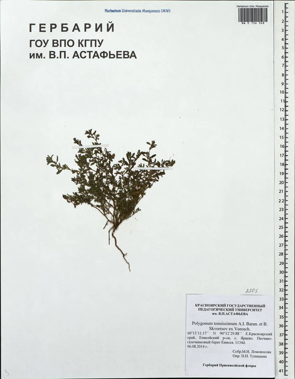 Polygonum tenuissimum A. I. Baranov & Skvortsov ex Vorosch., Siberia, Central Siberia (S3) (Russia)