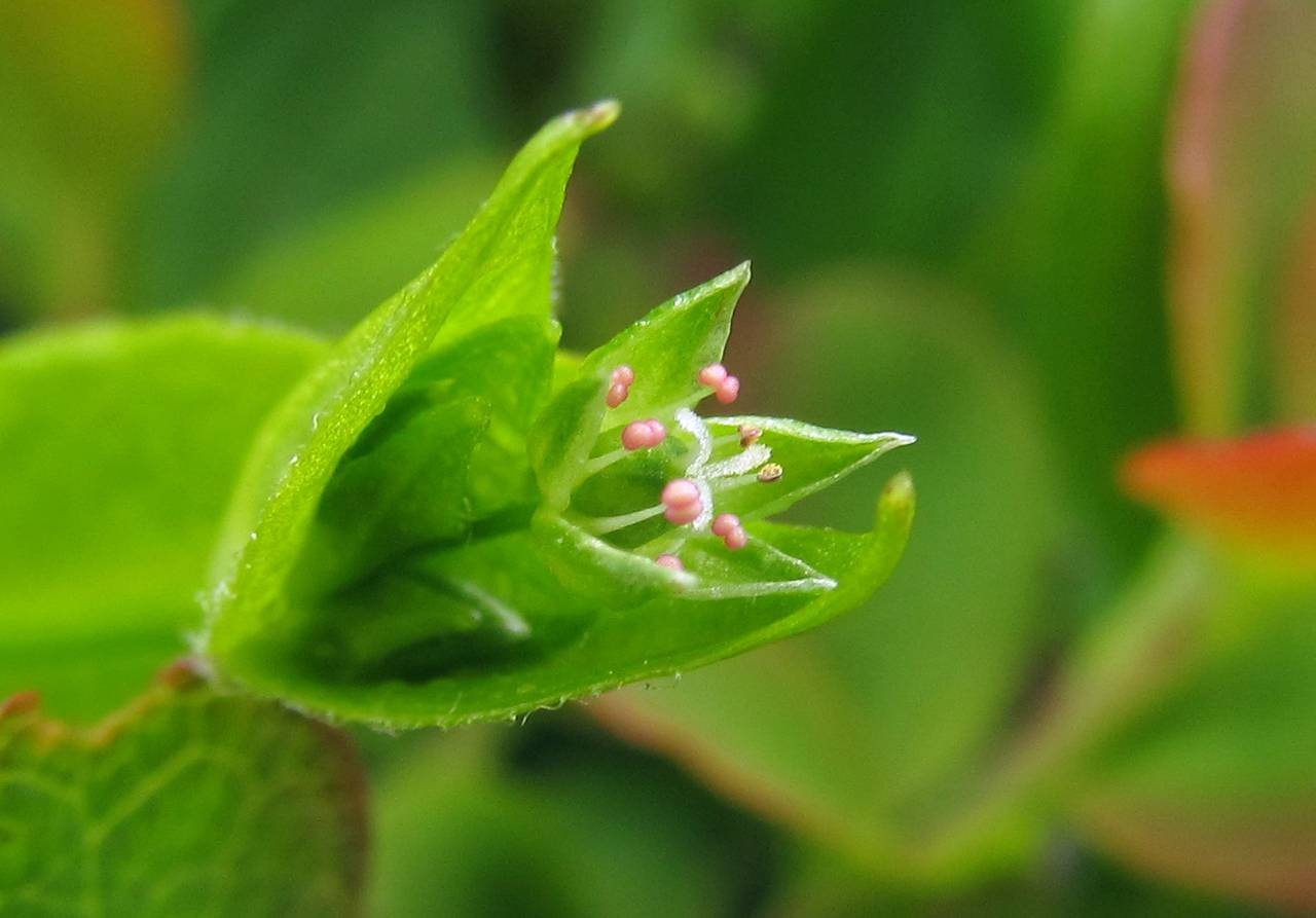 Stellaria crispa Cham. & Schltdl., Siberia, Chukotka & Kamchatka (S7) (Russia)