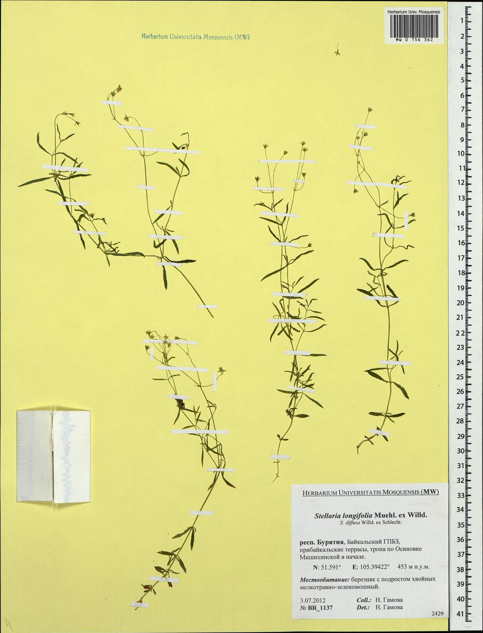 Stellaria longifolia (Regel) Muhl. ex Willd., Siberia, Baikal & Transbaikal region (S4) (Russia)