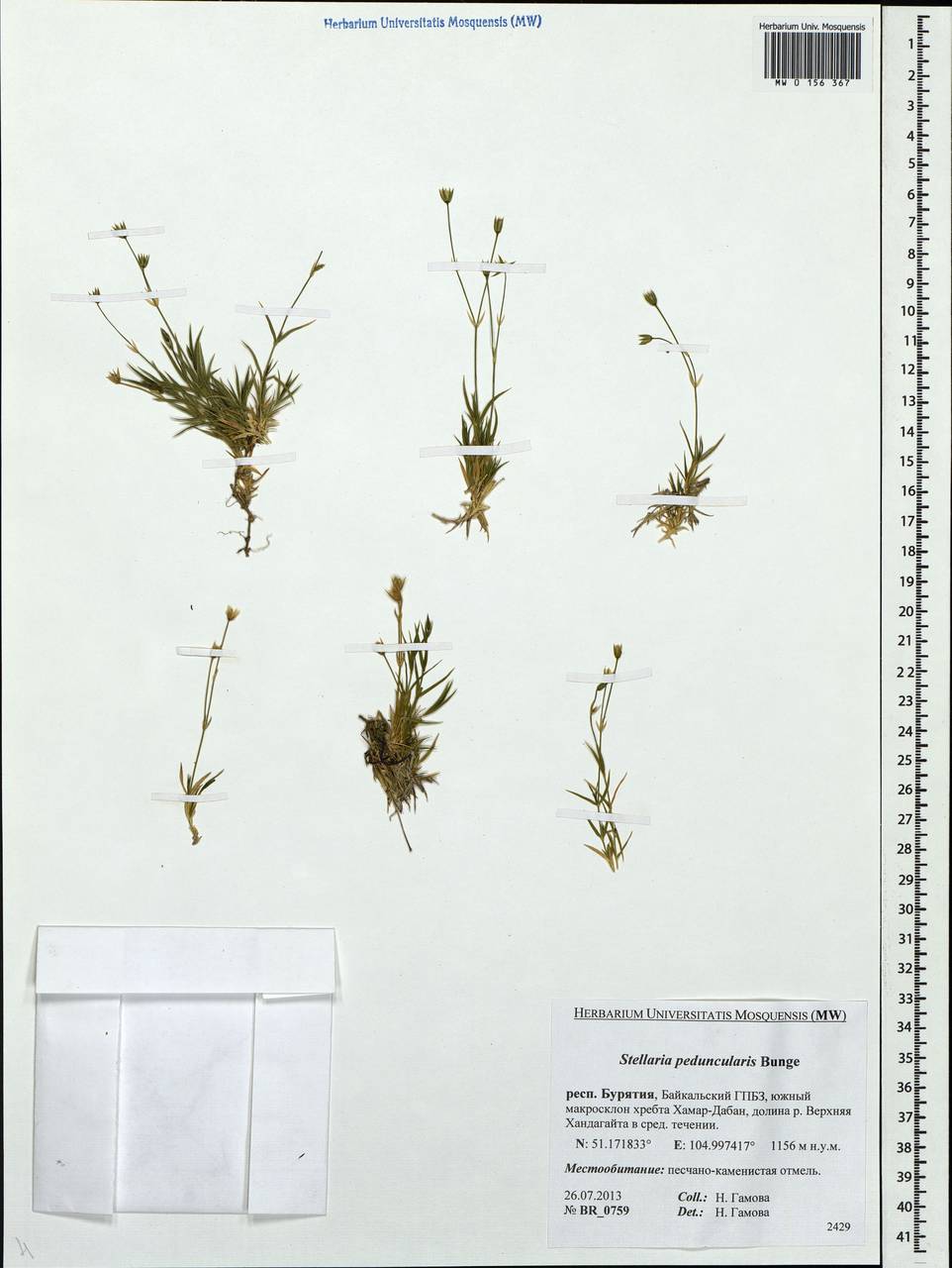 Stellaria peduncularis Bunge, Siberia, Baikal & Transbaikal region (S4) (Russia)