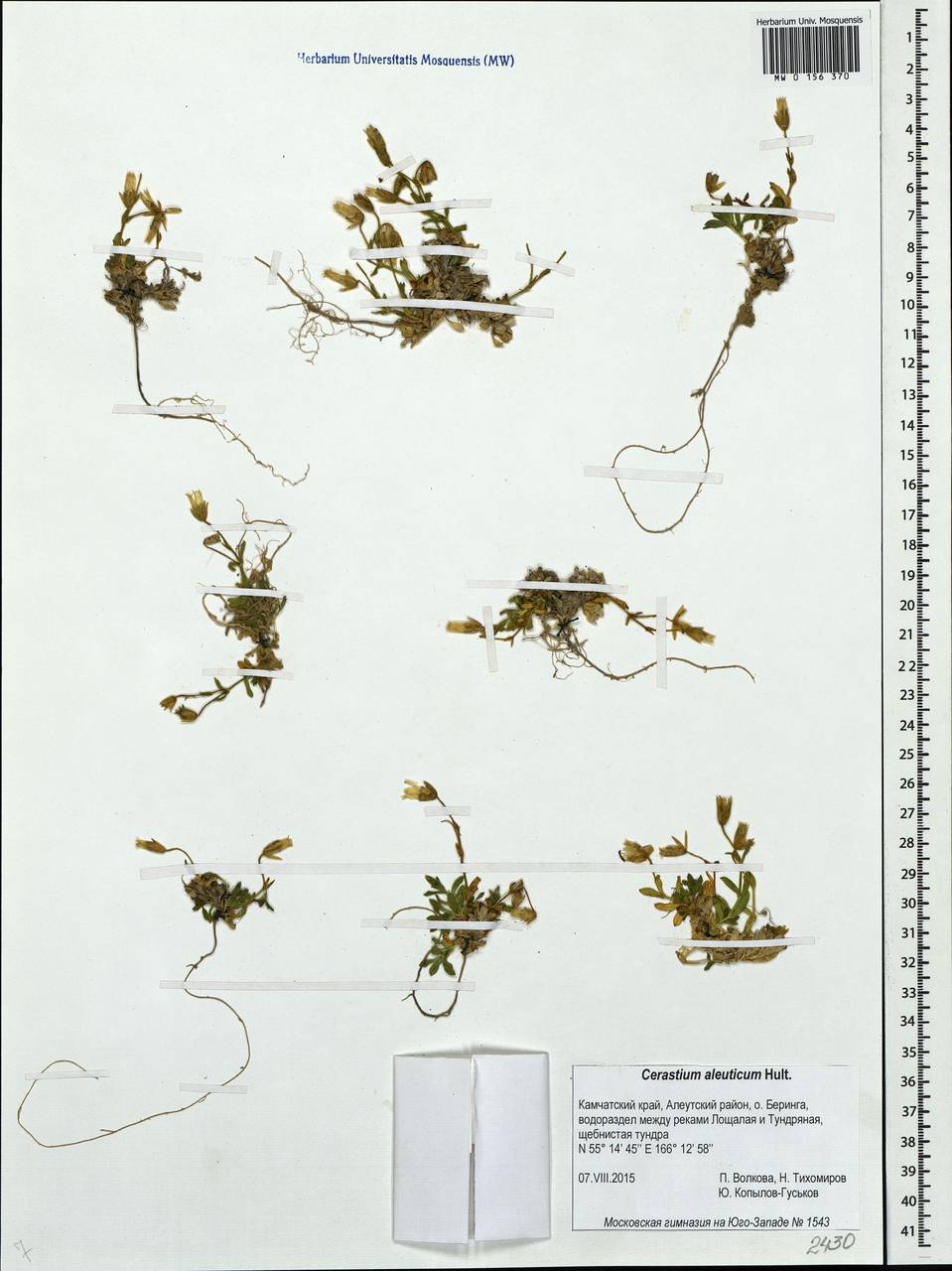 Cerastium aleuticum Hultén, Siberia, Chukotka & Kamchatka (S7) (Russia)