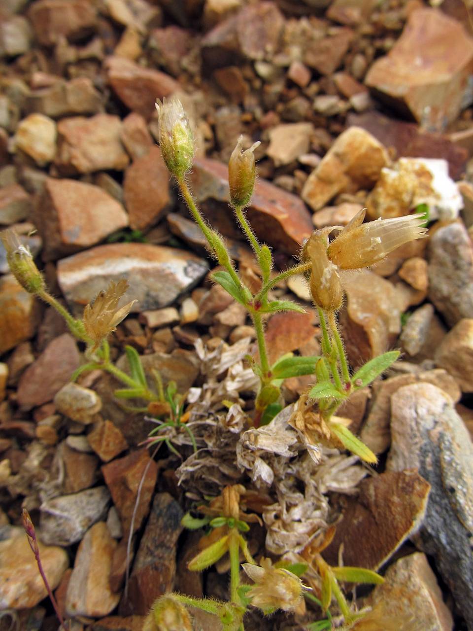 Cerastium aleuticum Hultén, Siberia, Chukotka & Kamchatka (S7) (Russia)