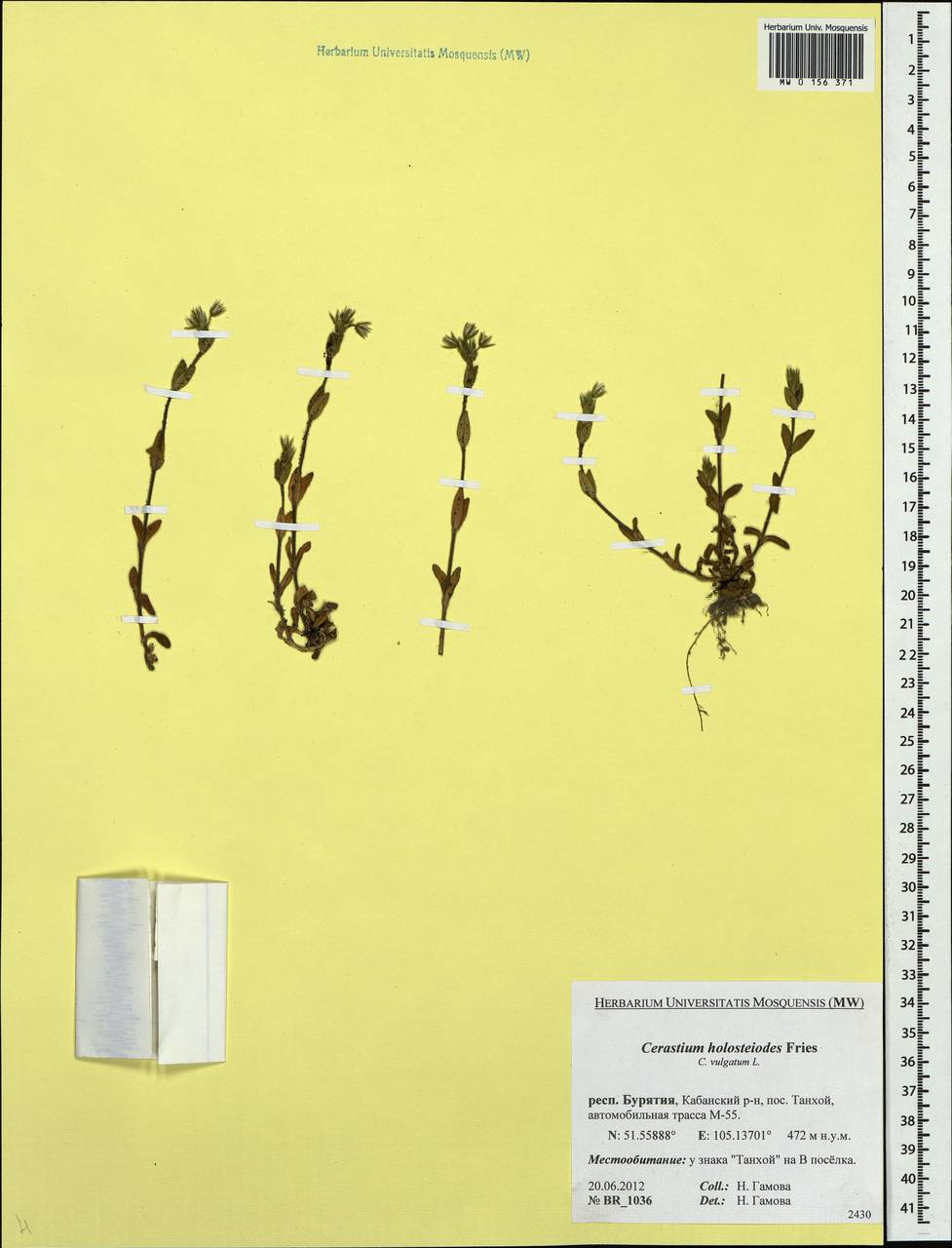 Cerastium holosteoides Fries emend. Hyl., Siberia, Baikal & Transbaikal region (S4) (Russia)