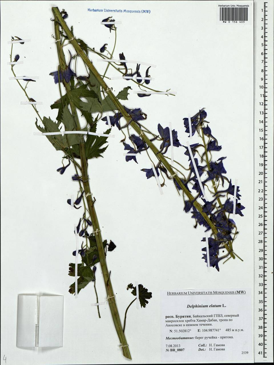 Delphinium elatum L., Siberia, Baikal & Transbaikal region (S4) (Russia)