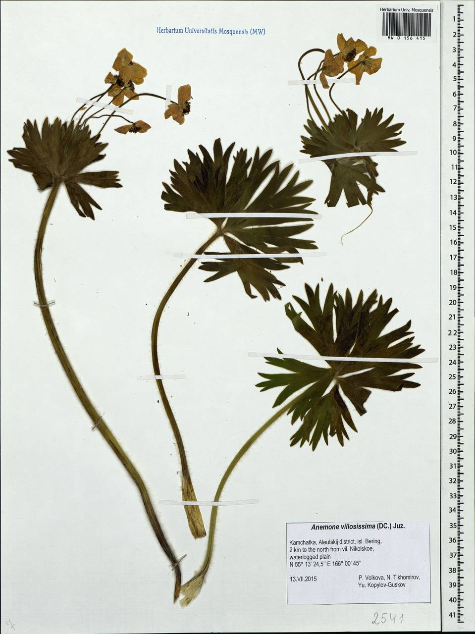 Anemonastrum narcissiflorum subsp. villosissimum (DC.) Á. & D. Löve, Siberia, Chukotka & Kamchatka (S7) (Russia)