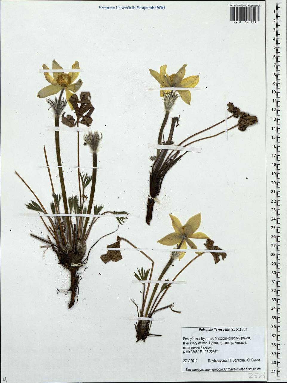 Pulsatilla patens subsp. flavescens (Zucc.) Zämelis, Siberia, Baikal & Transbaikal region (S4) (Russia)