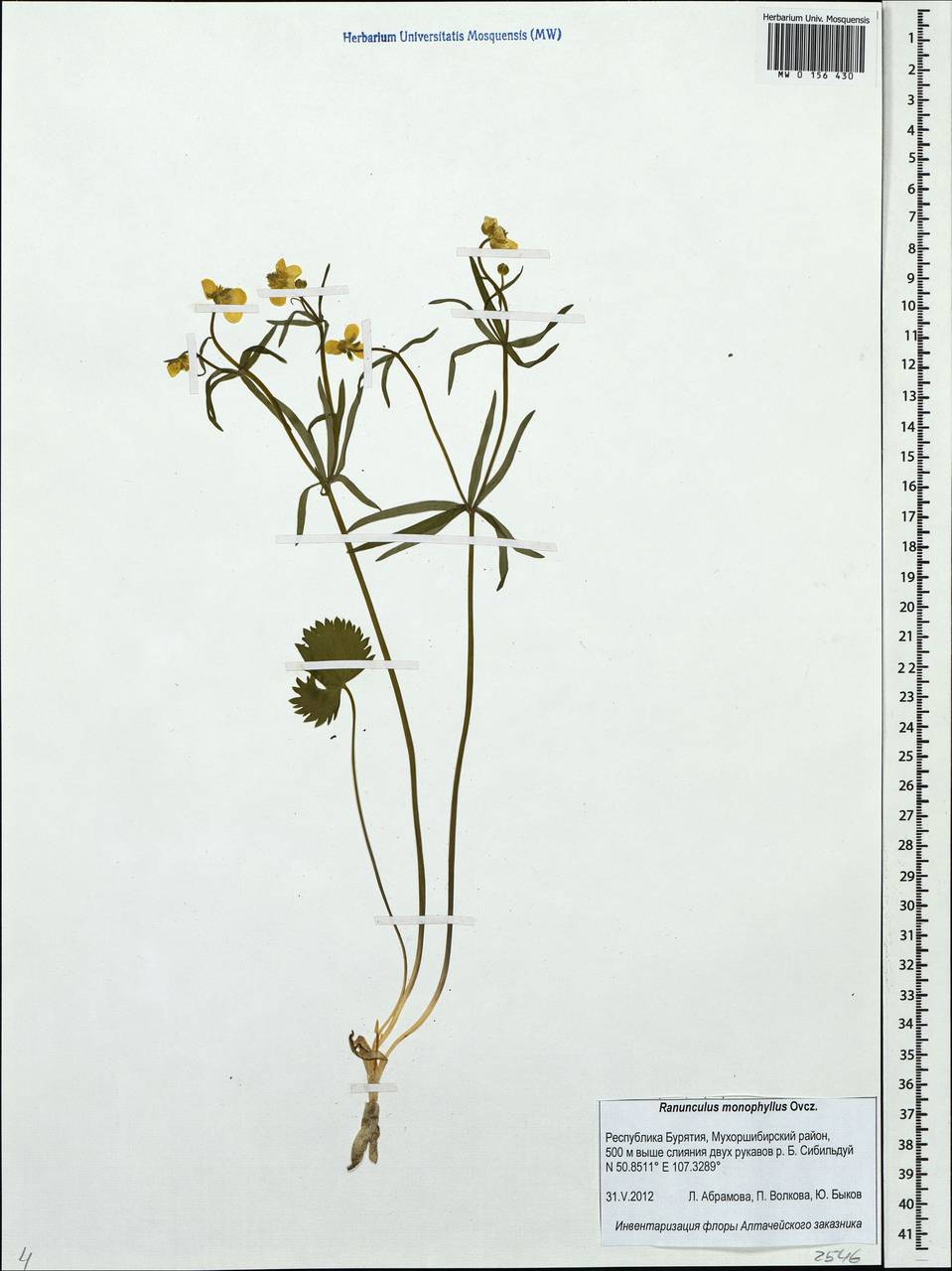 Ranunculus monophyllus Ovcz., Siberia, Baikal & Transbaikal region (S4) (Russia)