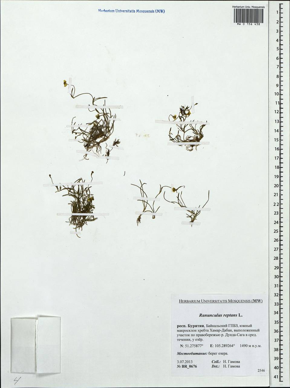 Ranunculus reptans L., Siberia, Baikal & Transbaikal region (S4) (Russia)