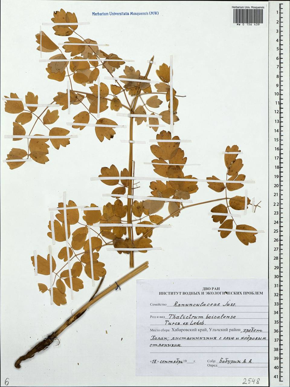 Thalictrum baicalense Turcz. ex Ledeb., Siberia, Russian Far East (S6) (Russia)