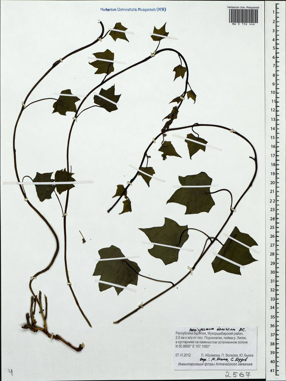 Menispermum dauricum DC., Siberia, Baikal & Transbaikal region (S4) (Russia)