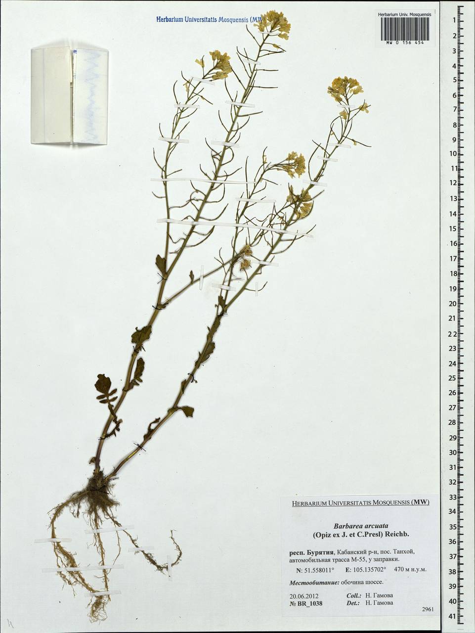 Barbarea arcuata (Opiz ex J.Presl & C.Presl) Rchb., Siberia, Baikal & Transbaikal region (S4) (Russia)