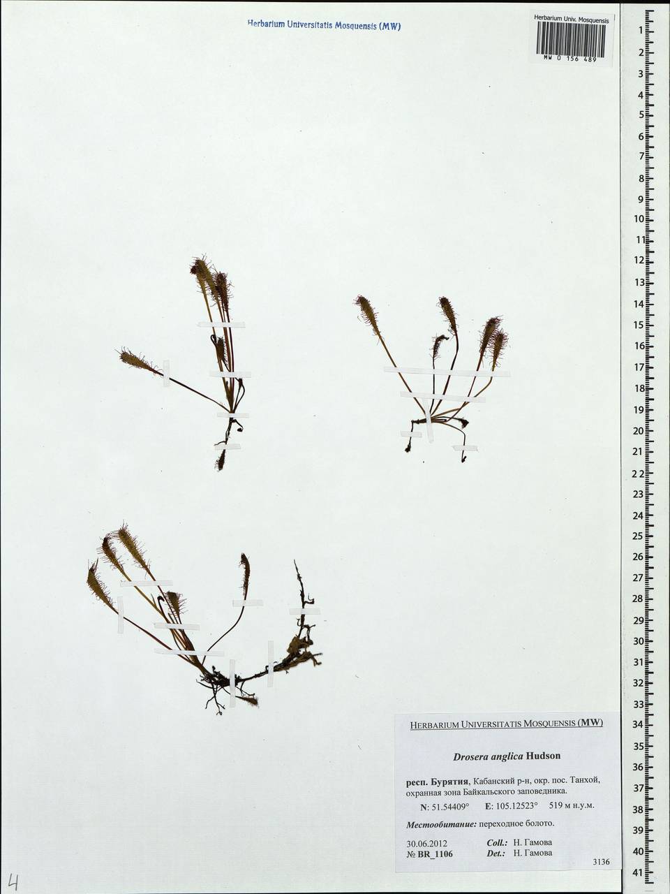 Drosera × anglica Huds., Siberia, Baikal & Transbaikal region (S4) (Russia)