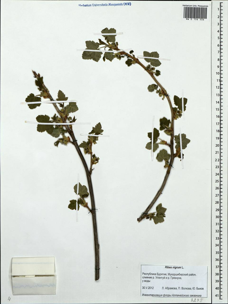 Ribes nigrum L., Siberia, Baikal & Transbaikal region (S4) (Russia)