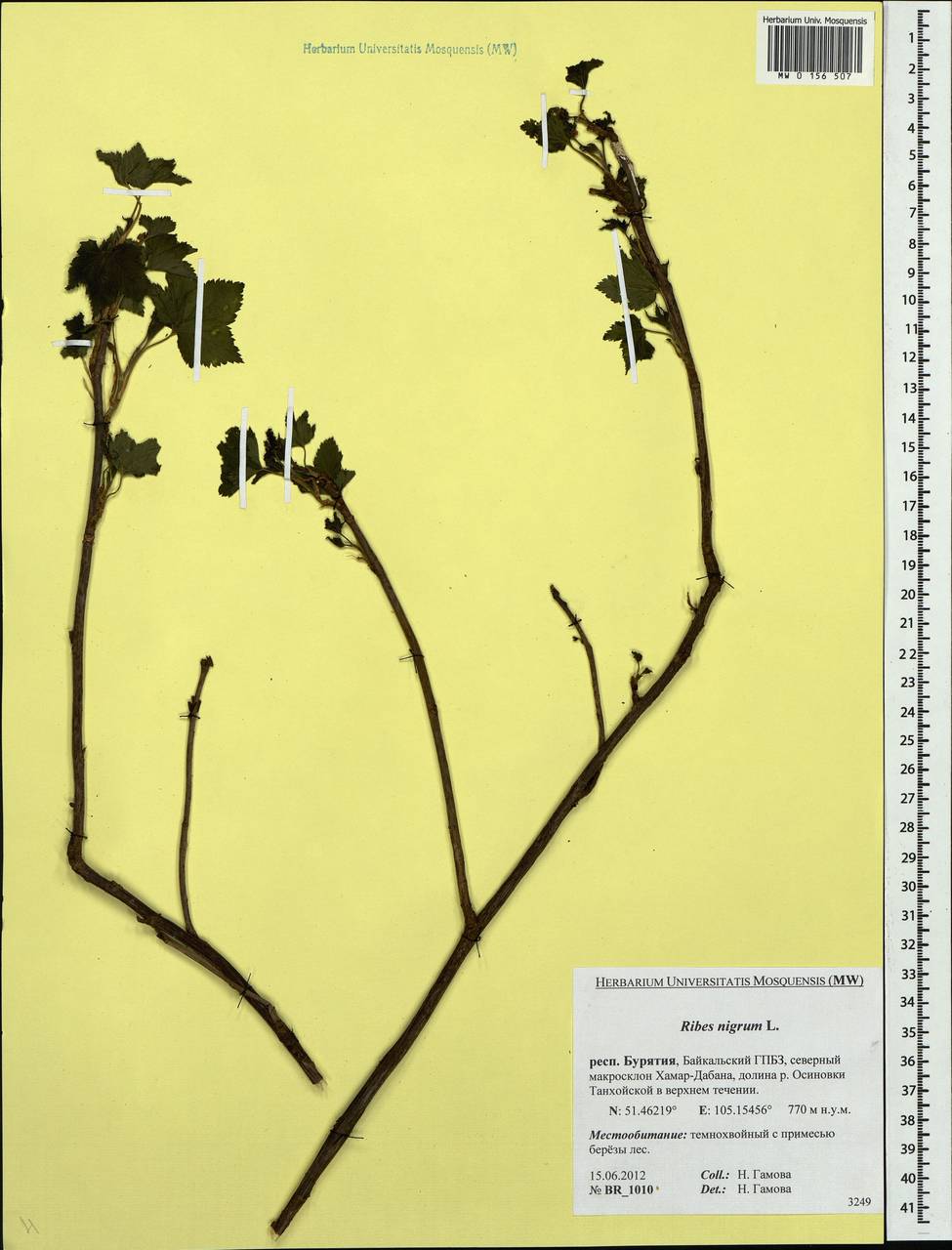 Ribes nigrum L., Siberia, Baikal & Transbaikal region (S4) (Russia)